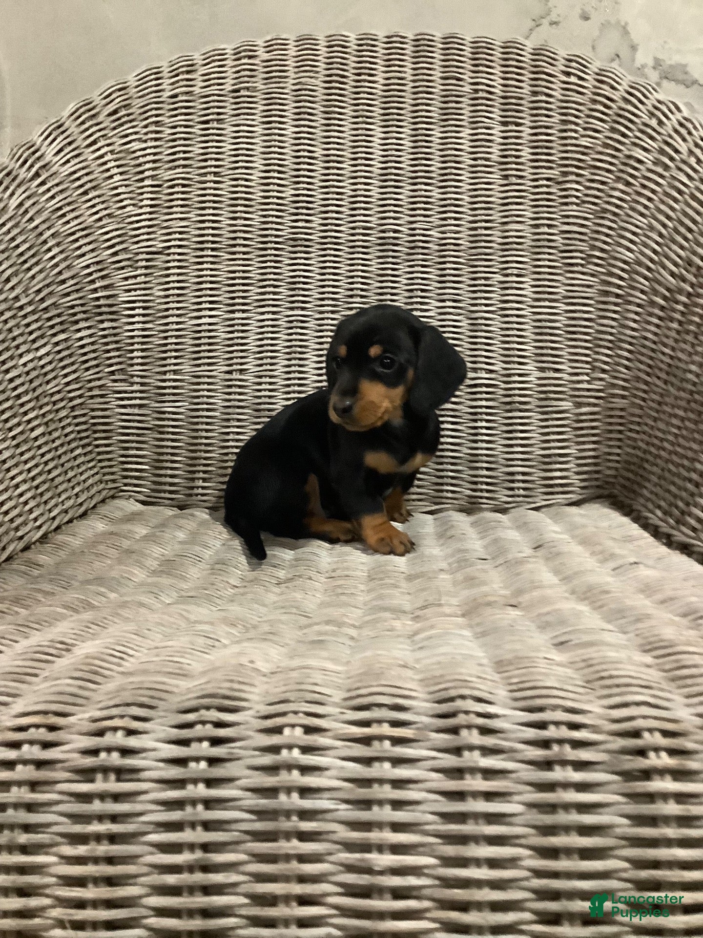 Miniature Dachshund dogs for sale: Bella - Ad 1