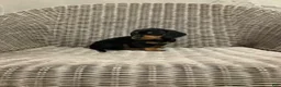 Miniature Dachshund dogs for sale: Bella - Ad 1