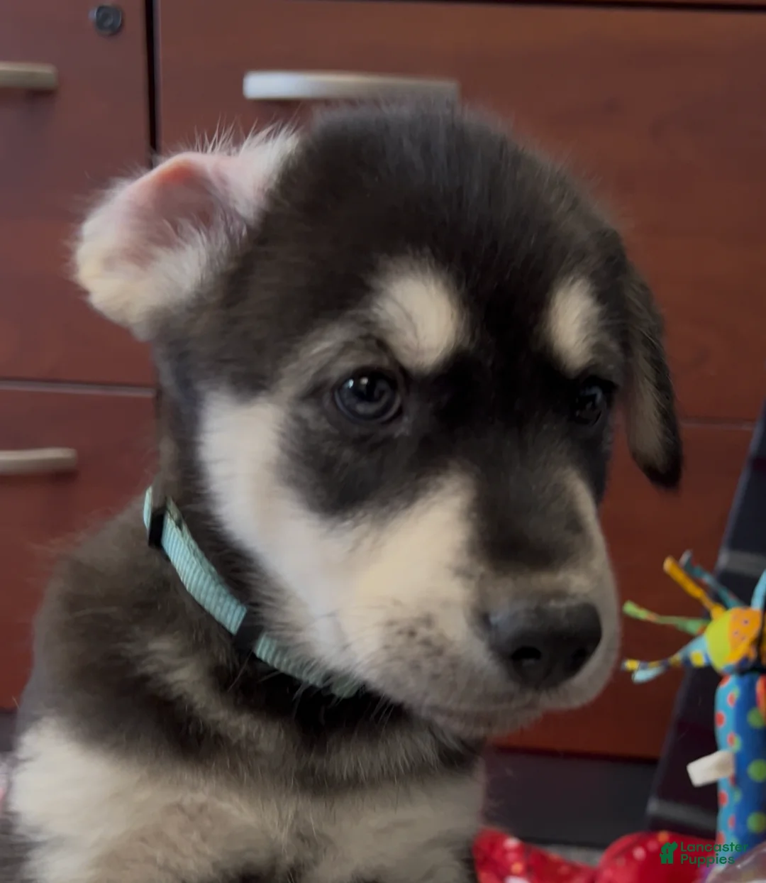 Goberian dogs for sale: Goberian Puppy 10 (Teal) - Ad 2