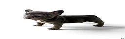 French Bulldog dogs for sale: French Bulldog 2 - Ad 3