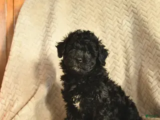 Havapoo dogs for sale: Chai - Ad 3