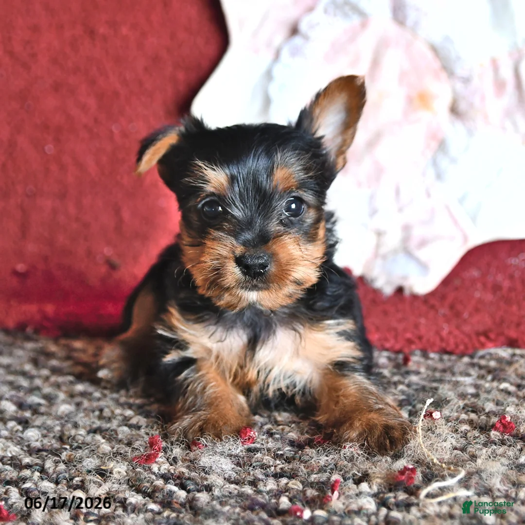 Yorkshire Terrier dogs for sale: Levi - Ad 3