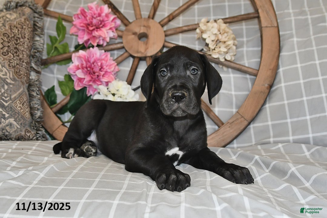 Great Dane dogs for sale: Big Boy - Ad 2