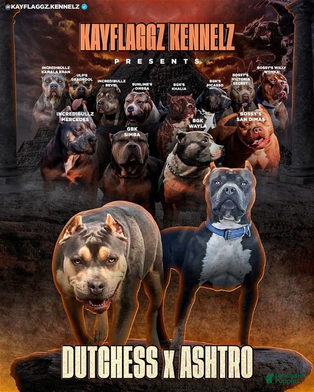 American Bully dogs for stud: KFK Ace  - Ad 7