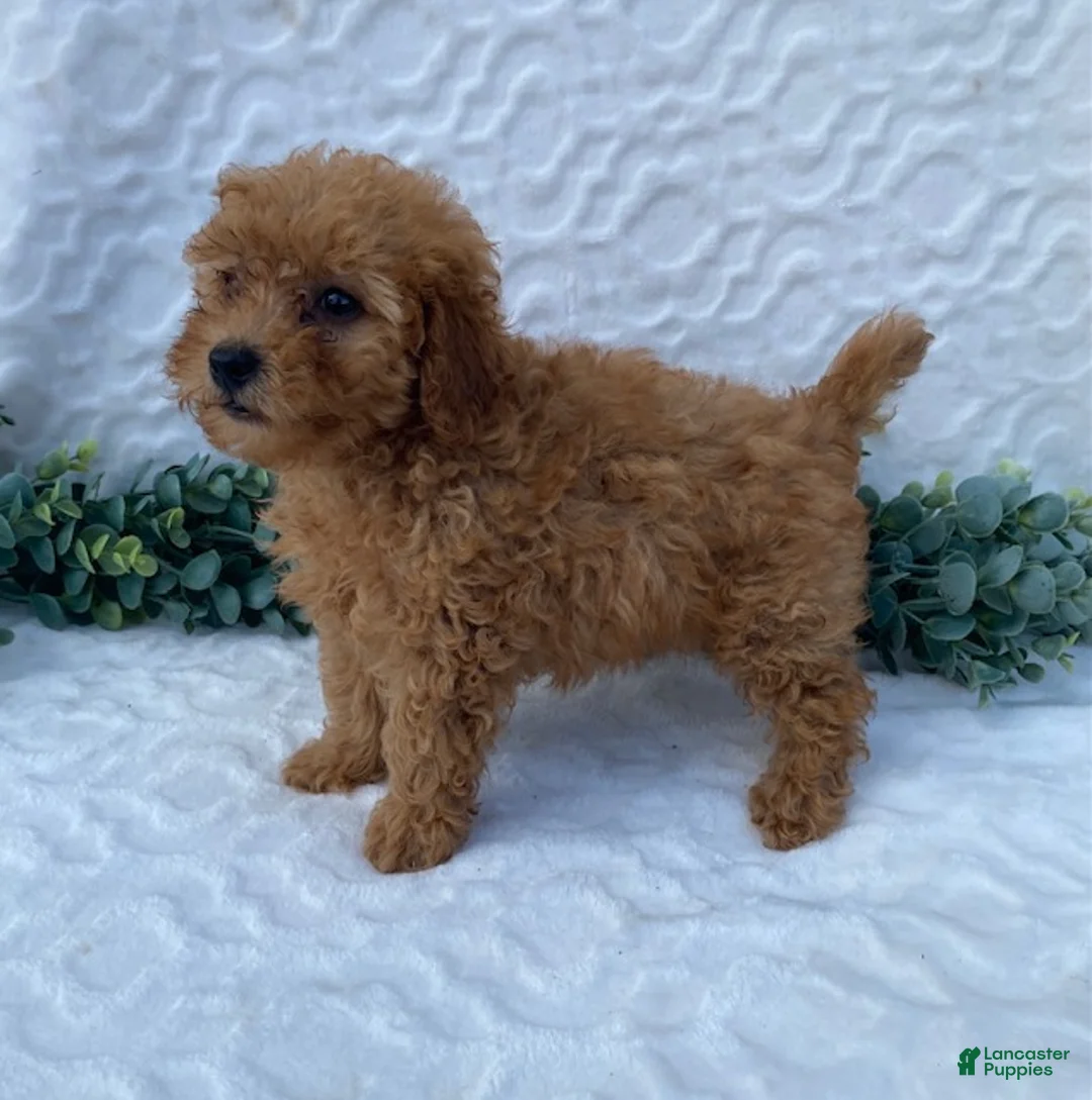 Miniature Poodle dogs for sale: Milo - Ad 2