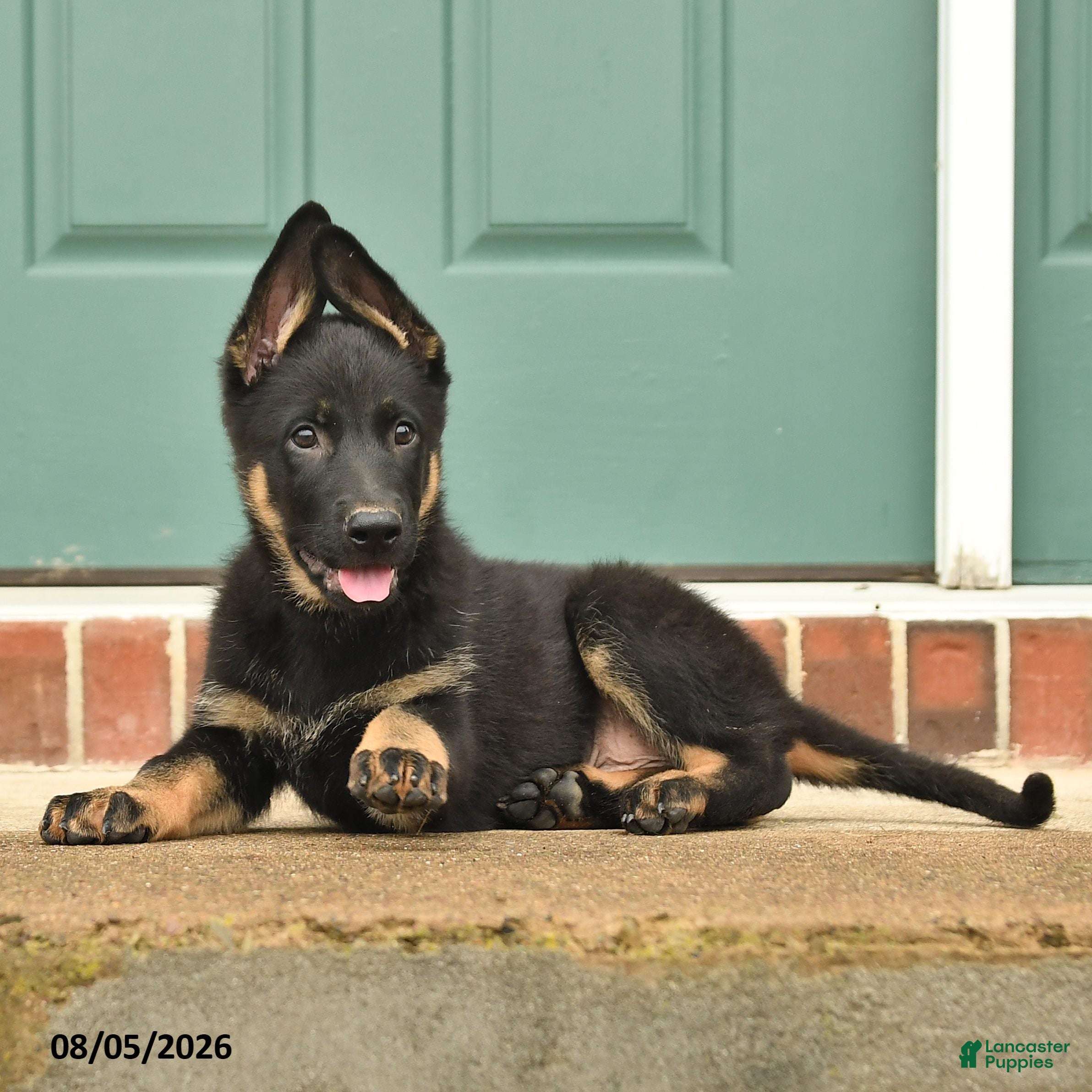 German Shepherd dogs Fin  - Ad 1