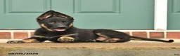 German Shepherd dogs for sale: Fin  - Ad 1