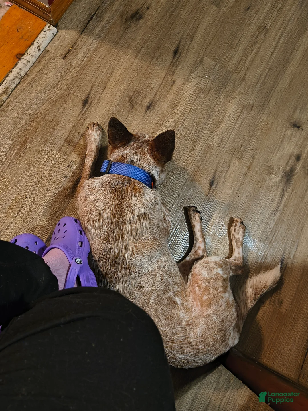 Australian Cattle Dog dogs for stud: STUD SERVICE $500 - Ad 12