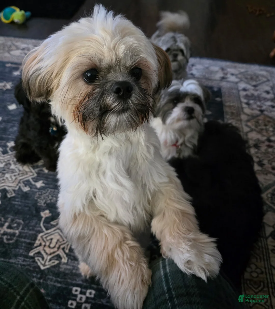 Gallery Image {{count}}