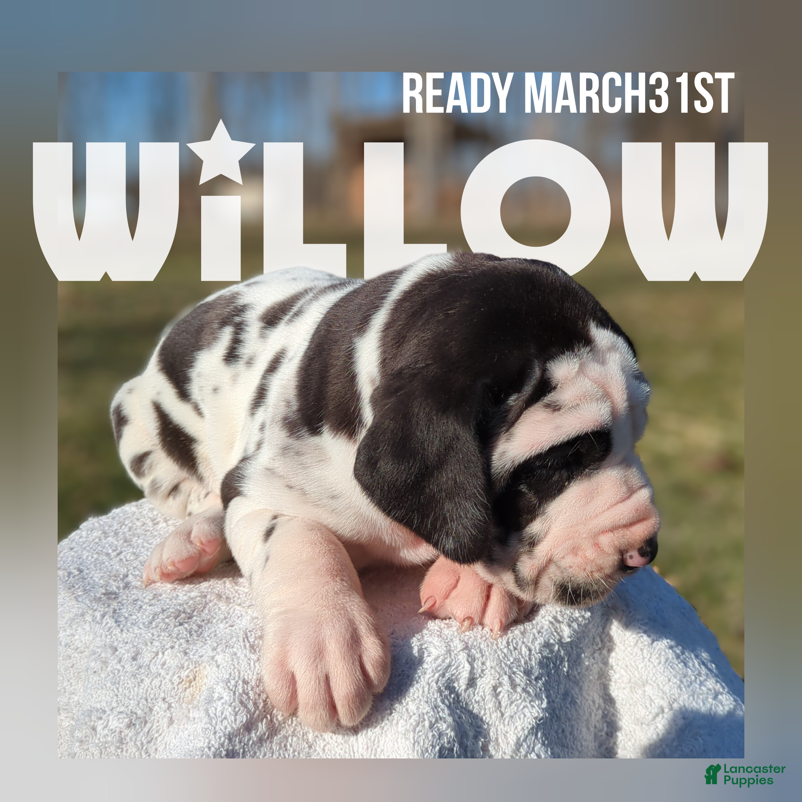 Great Dane dogs Willow - Ad 1