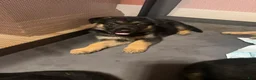 German Shepherd dogs for sale: German Shepherd 3 - Ad 10