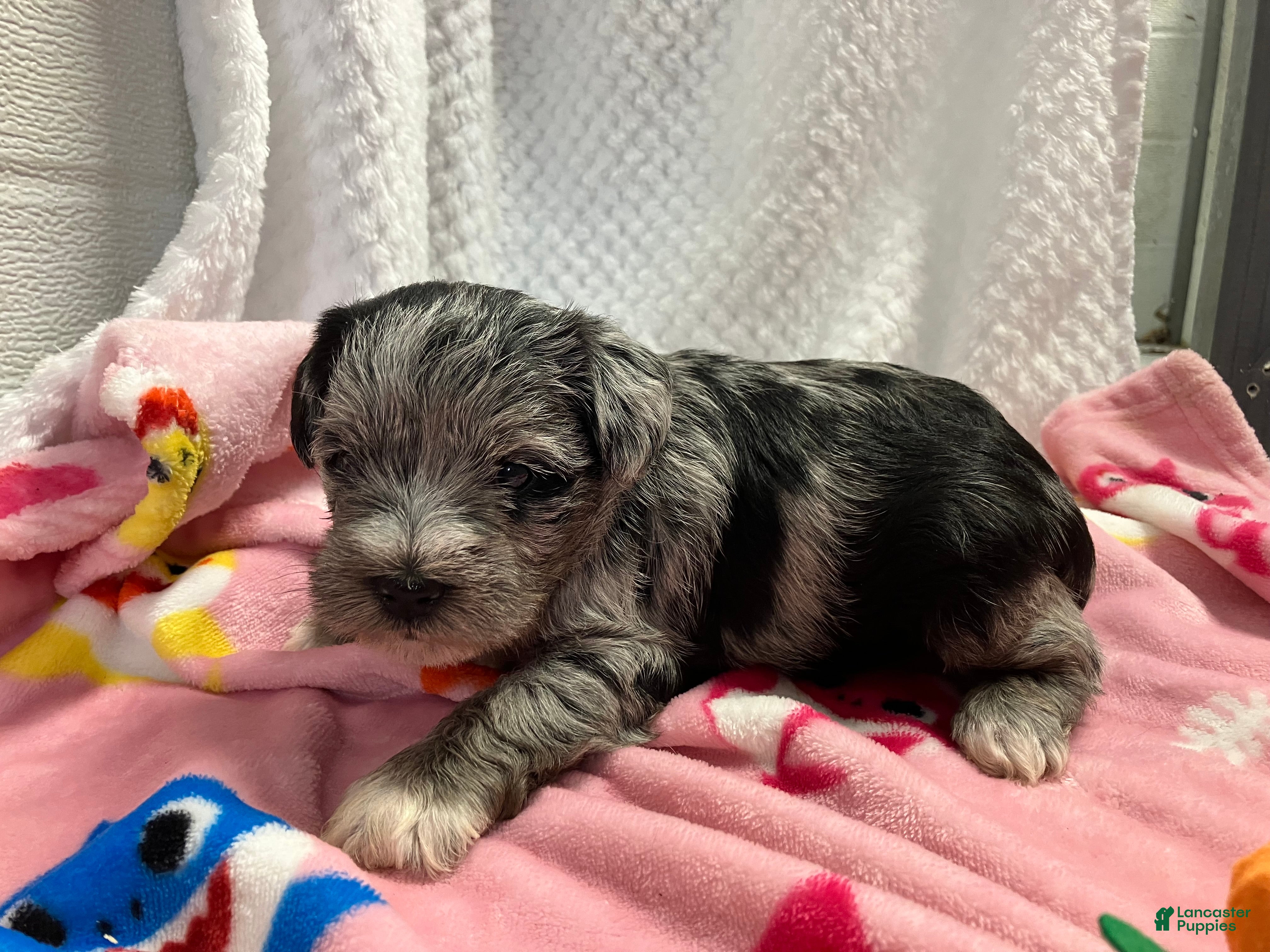 Miniature Schnauzer dogs Miniature Schnauzer 2 - Ad 16