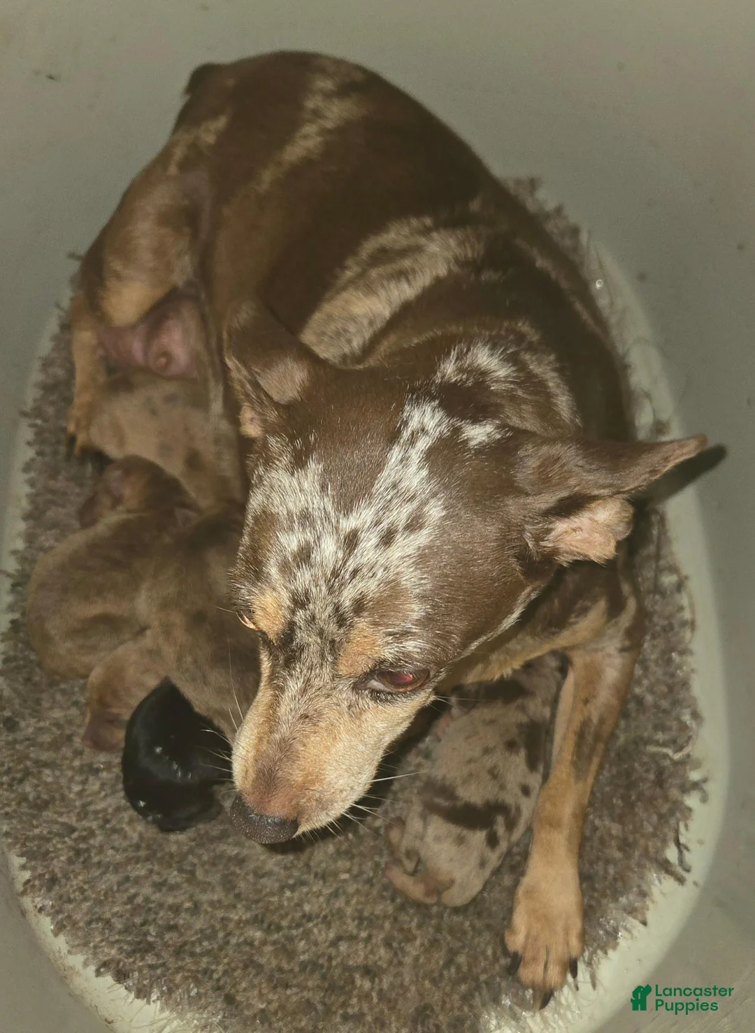 Miniature Pinscher dogs for sale: Clair black tan - Ad 7