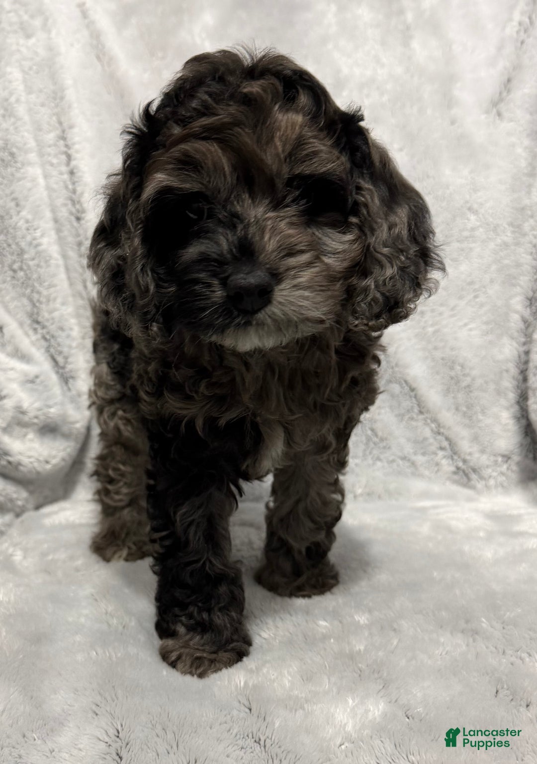 Cavapoo dogs for sale: Alex - Ad 5