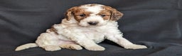 Mini Goldendoodle dogs for sale: Dexter F1B - Ad 3