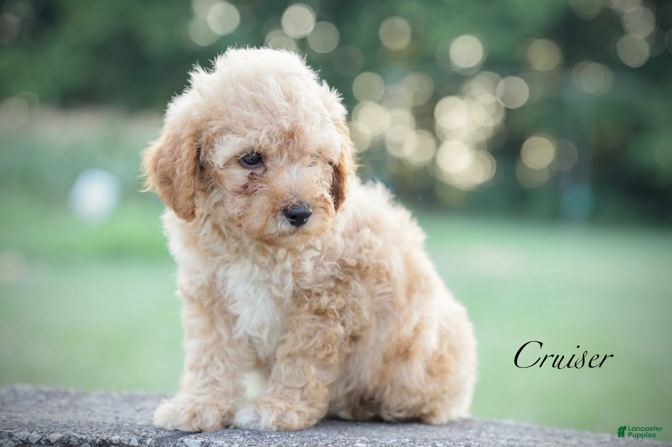 Miniature Poodle dogs Cruiser - Ad 1