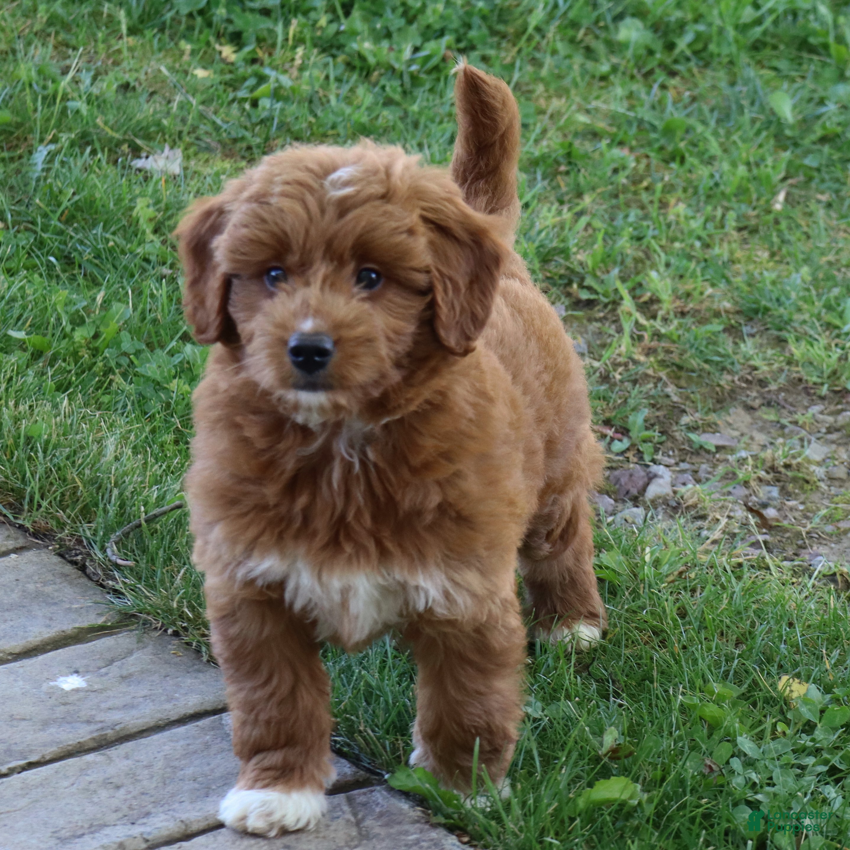 Mini Goldendoodle dogs Vicky - Ad 1