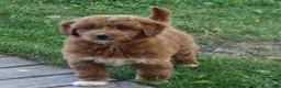Mini Goldendoodle dogs for sale: Vicky - Ad 1