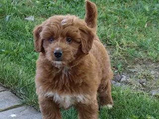 Mini Goldendoodle dogs for sale: Vicky - Ad 4