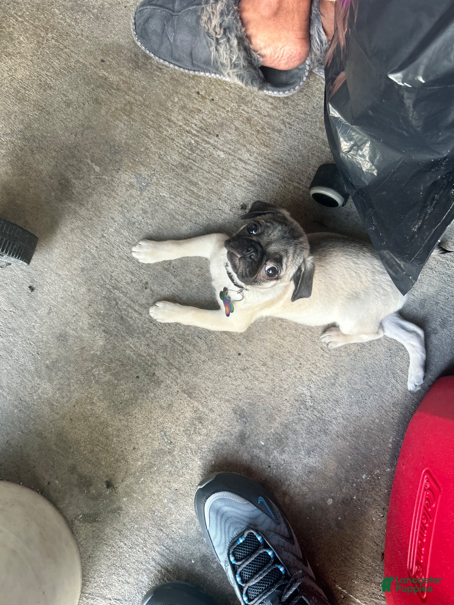Pug dogs Pug Puppy 5 - Ad 11