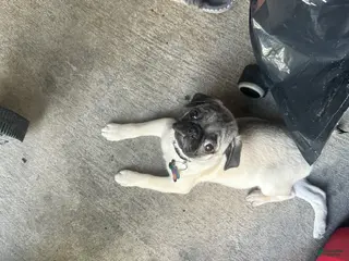 Pug dogs Pug Puppy 5 - Ad 11