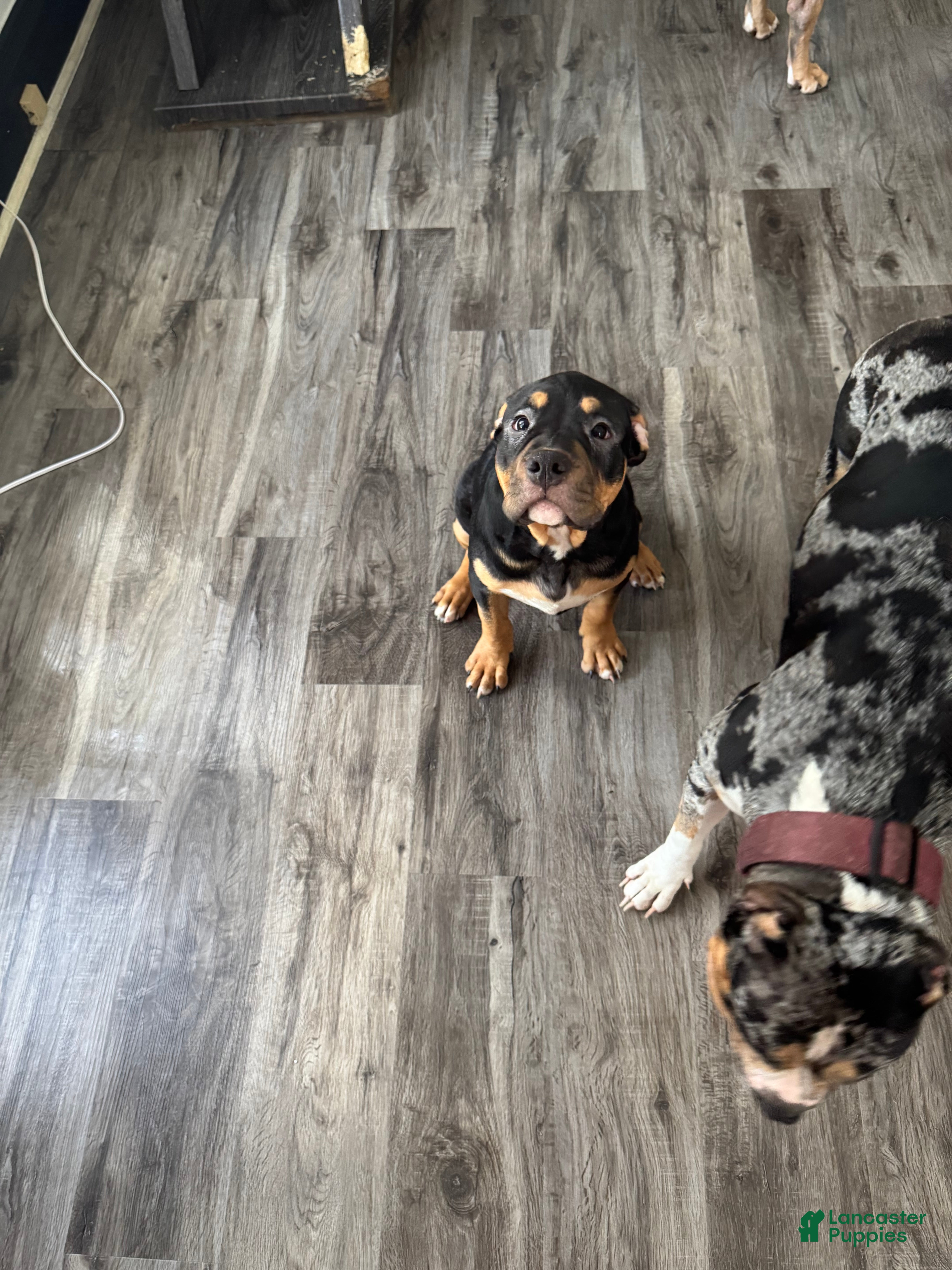 American Bully