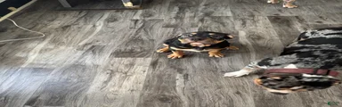 American Bully 1