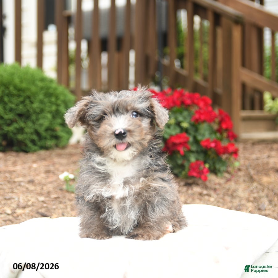 Yorkiepoo dogs Ryder - Ad 1