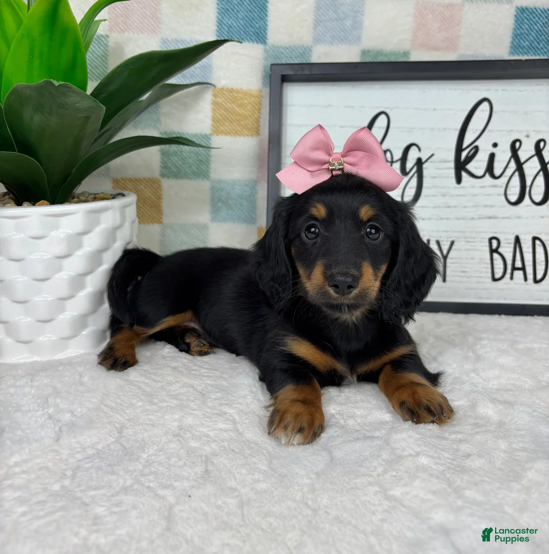 Miniature Dachshund dogs for sale: Daphne - Ad 2