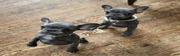 French Bulldog dogs for sale: Dulce - Ad 4