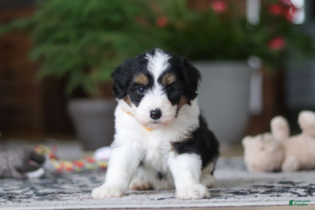 Aussiedoodle dogs for sale: Otto - Ad 2