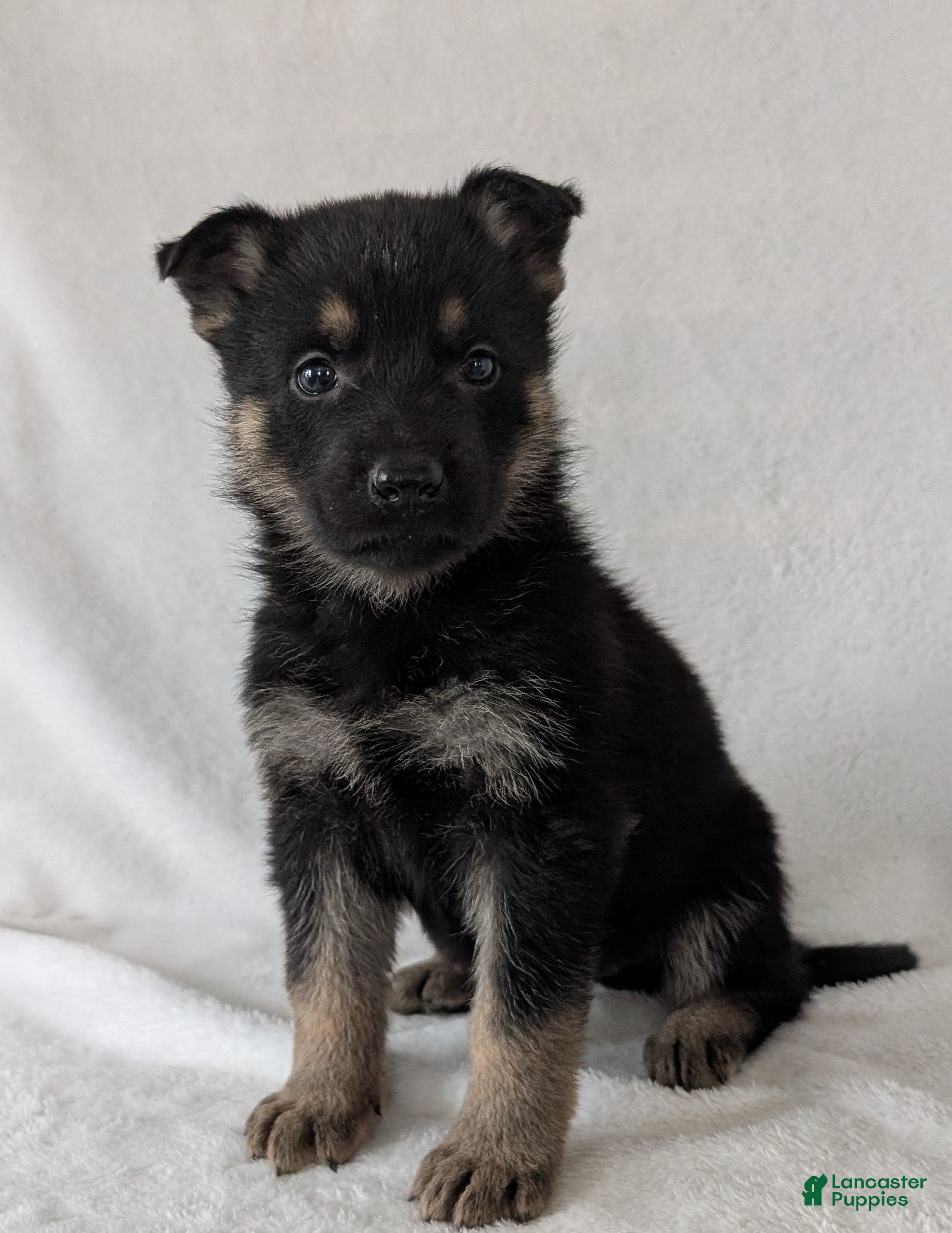 German Shepherd dogs Sara - Ad 2