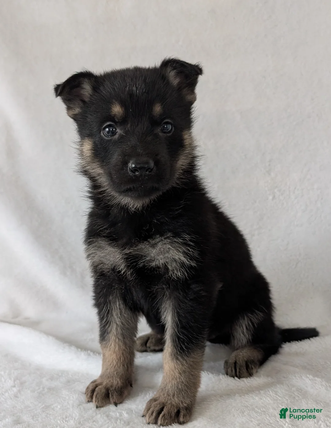 German Shepherd dogs for sale: Sara - Ad 2