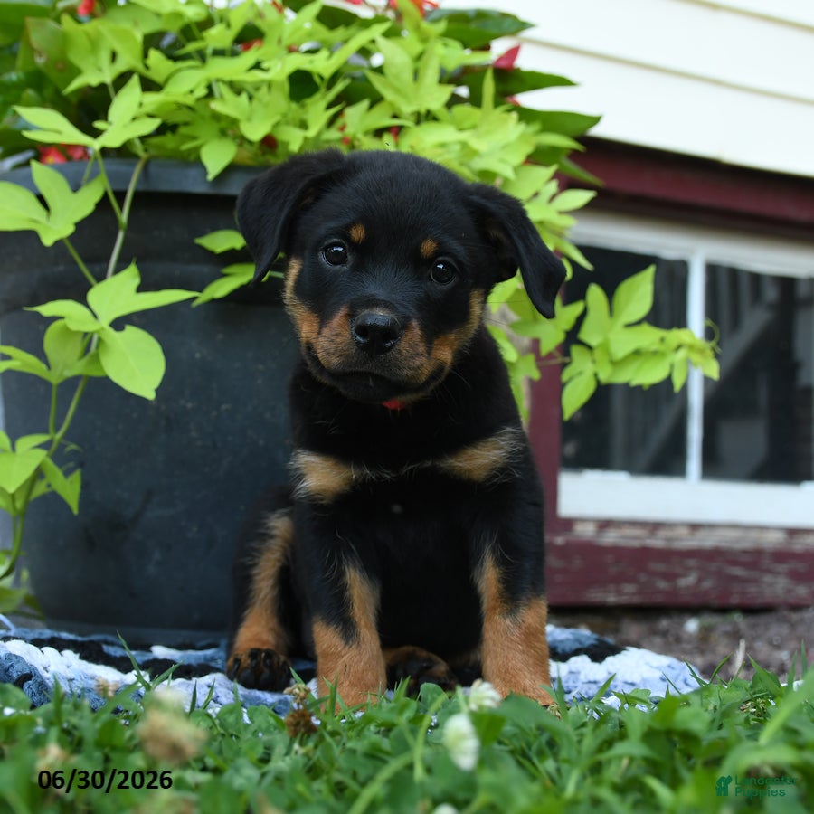 Rottweiler dogs Jade - Ad 1