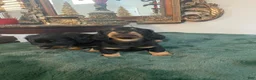 Dachshund dogs for sale: Dachshund 1 - Ad 3