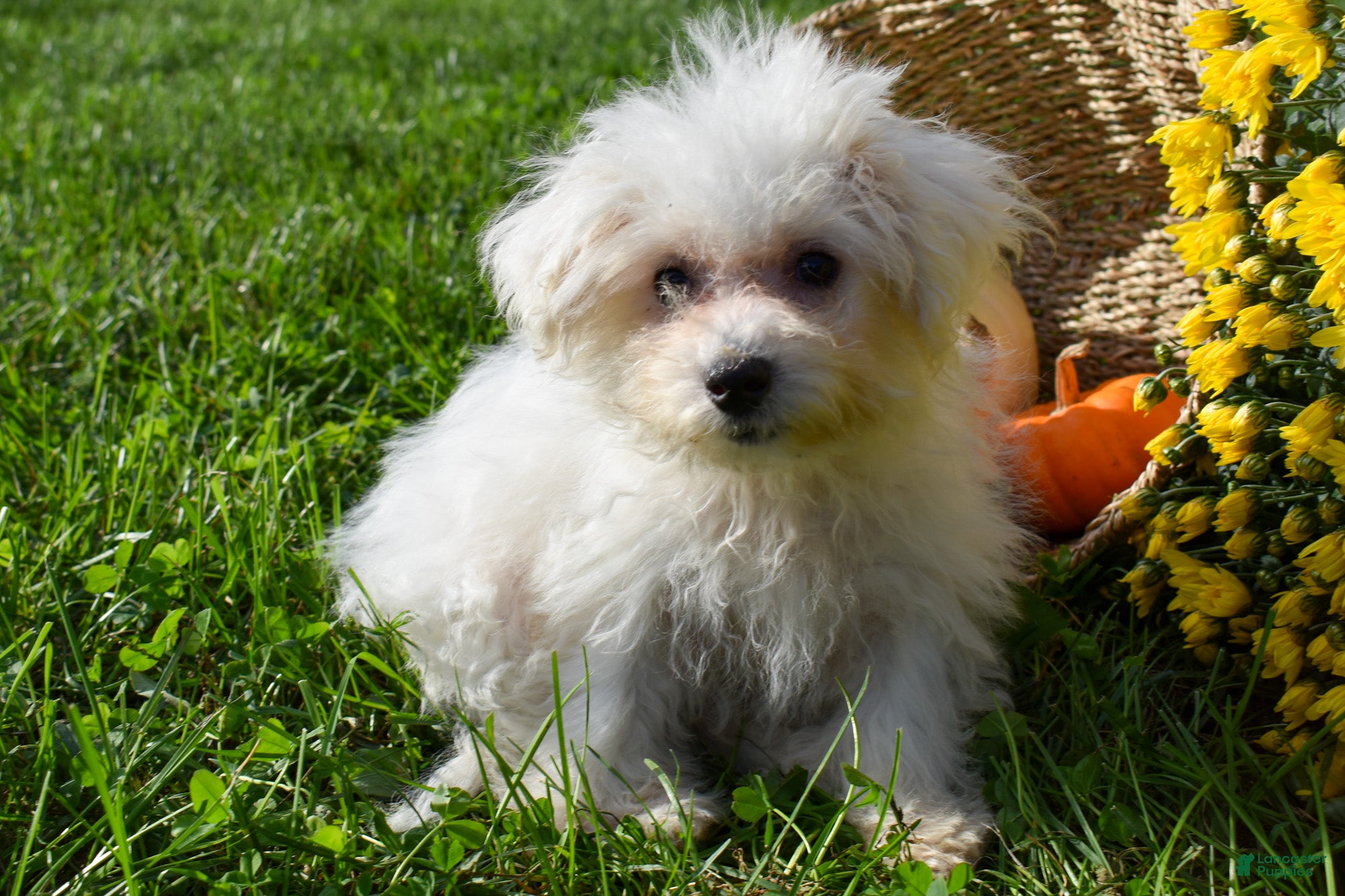 Maltese