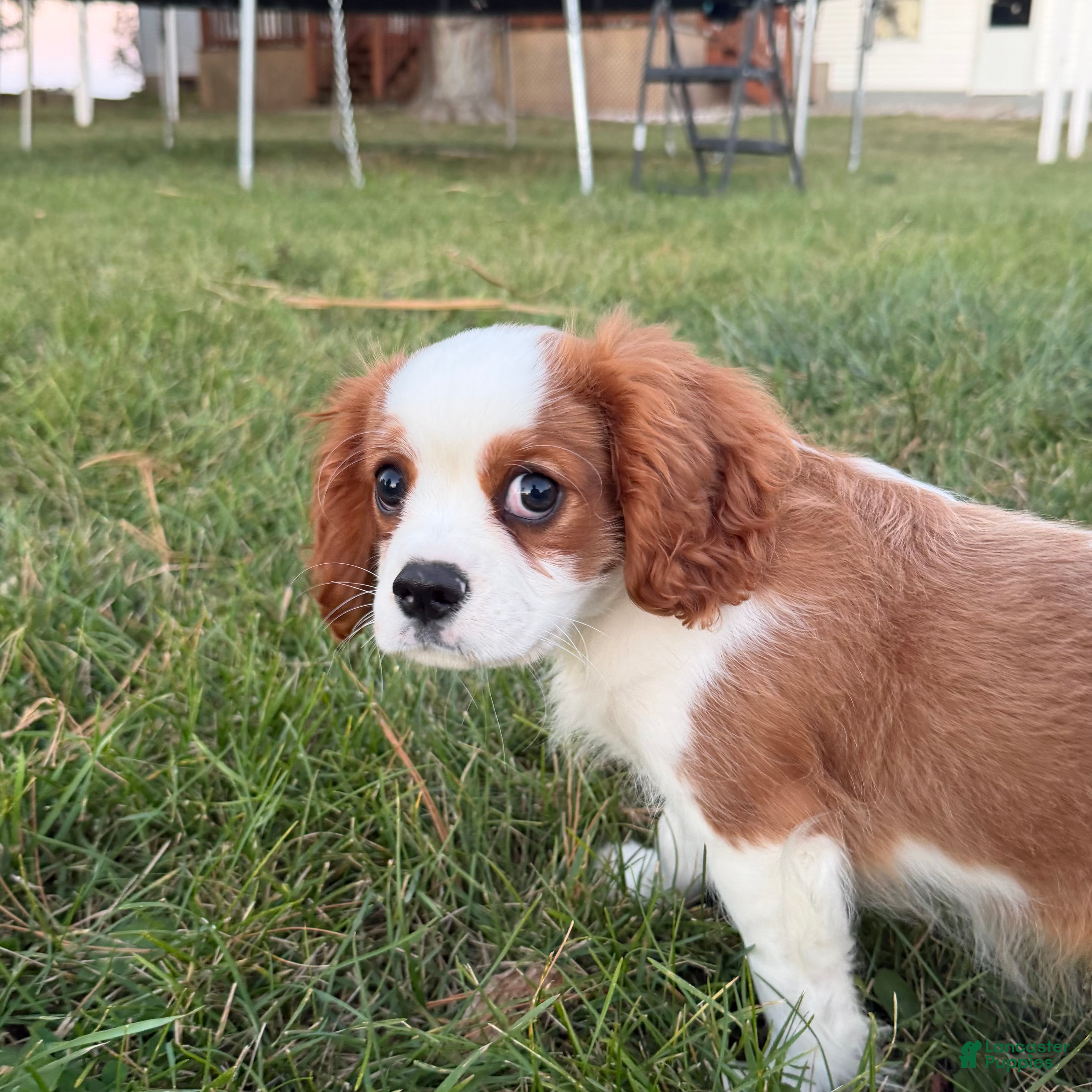 Cavalier King Charles Spaniel dogs Joshua Cavalier King Charles Spaniel  - Ad 1
