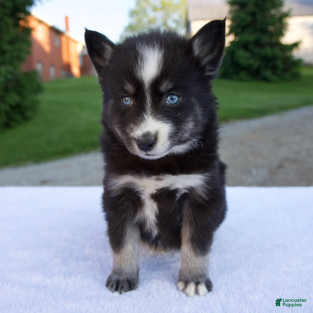 Pomsky dogs for sale: Maverick - Ad 1