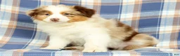 Australian Shepherd dogs for sale: Missy - Ad 4