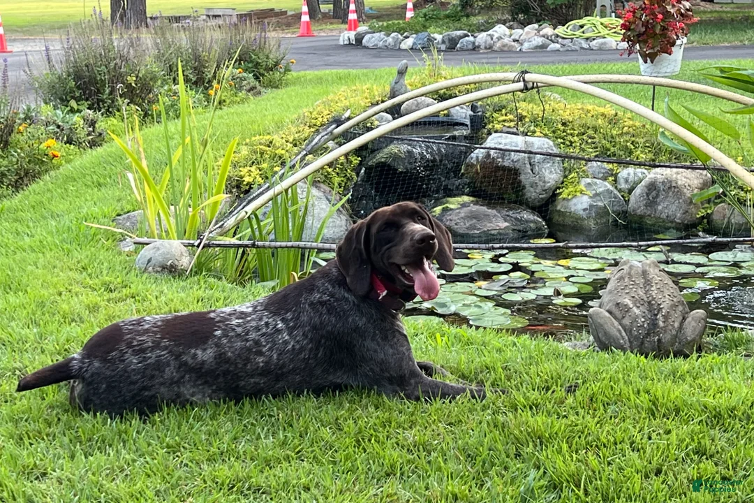 German Shorthaired Pointer dogs for sale: Kermit - Ad 3
