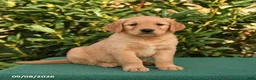 Golden Retriever dogs for sale: Nacho - Ad 3