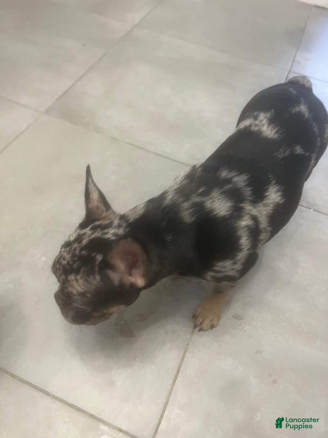 French Bulldog dogs for sale: Sterling - Ad 2
