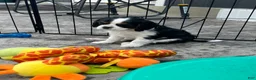Cavalier King Charles Spaniel dogs for sale: Judah - Ad 1