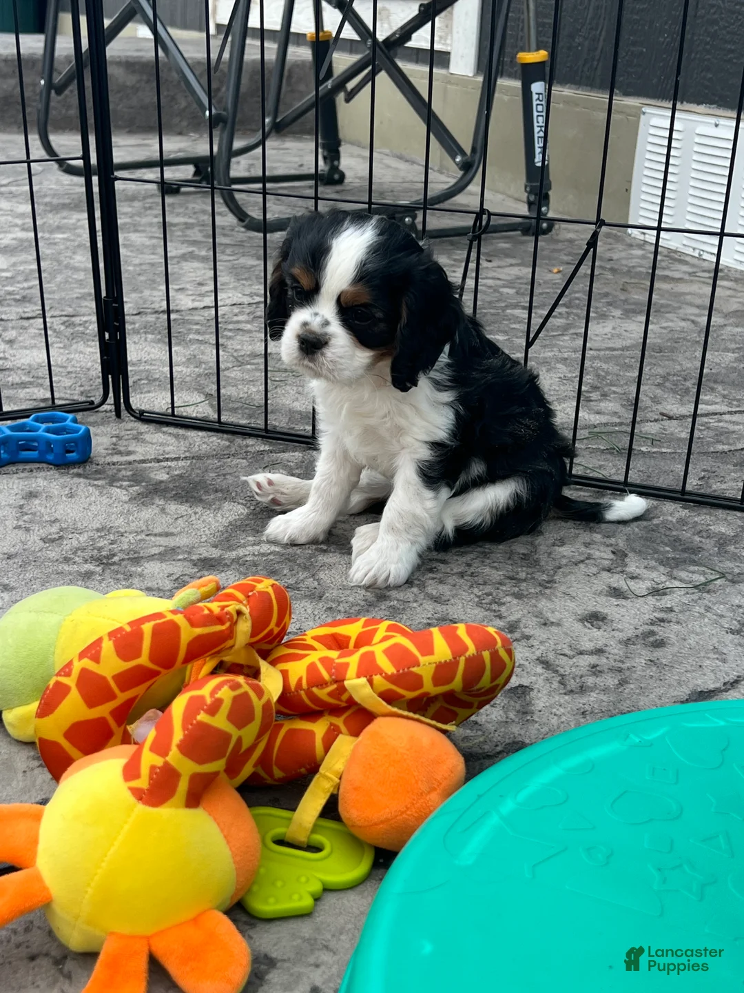 Cavalier King Charles Spaniel dogs for sale: Judah - Ad 1