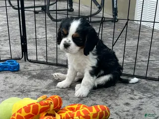 Cavalier King Charles Spaniel dogs for sale: Judah - Ad 2