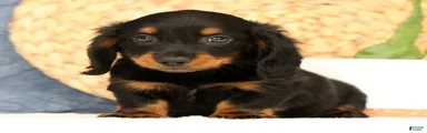 Jax