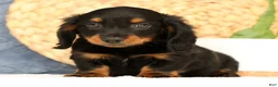 Miniature Dachshund dogs for sale: Jax - Ad 1