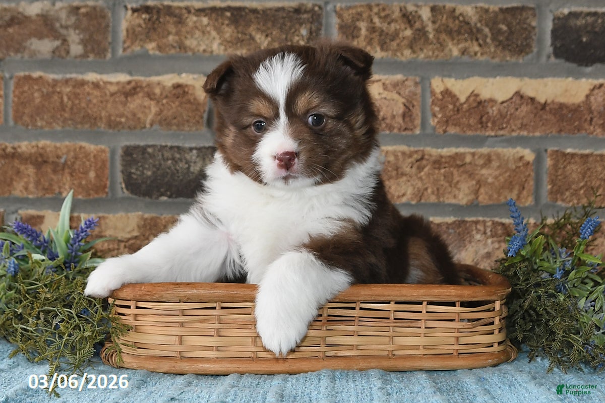 Miniature Australian Shepherd dogs Frances - Ad 2