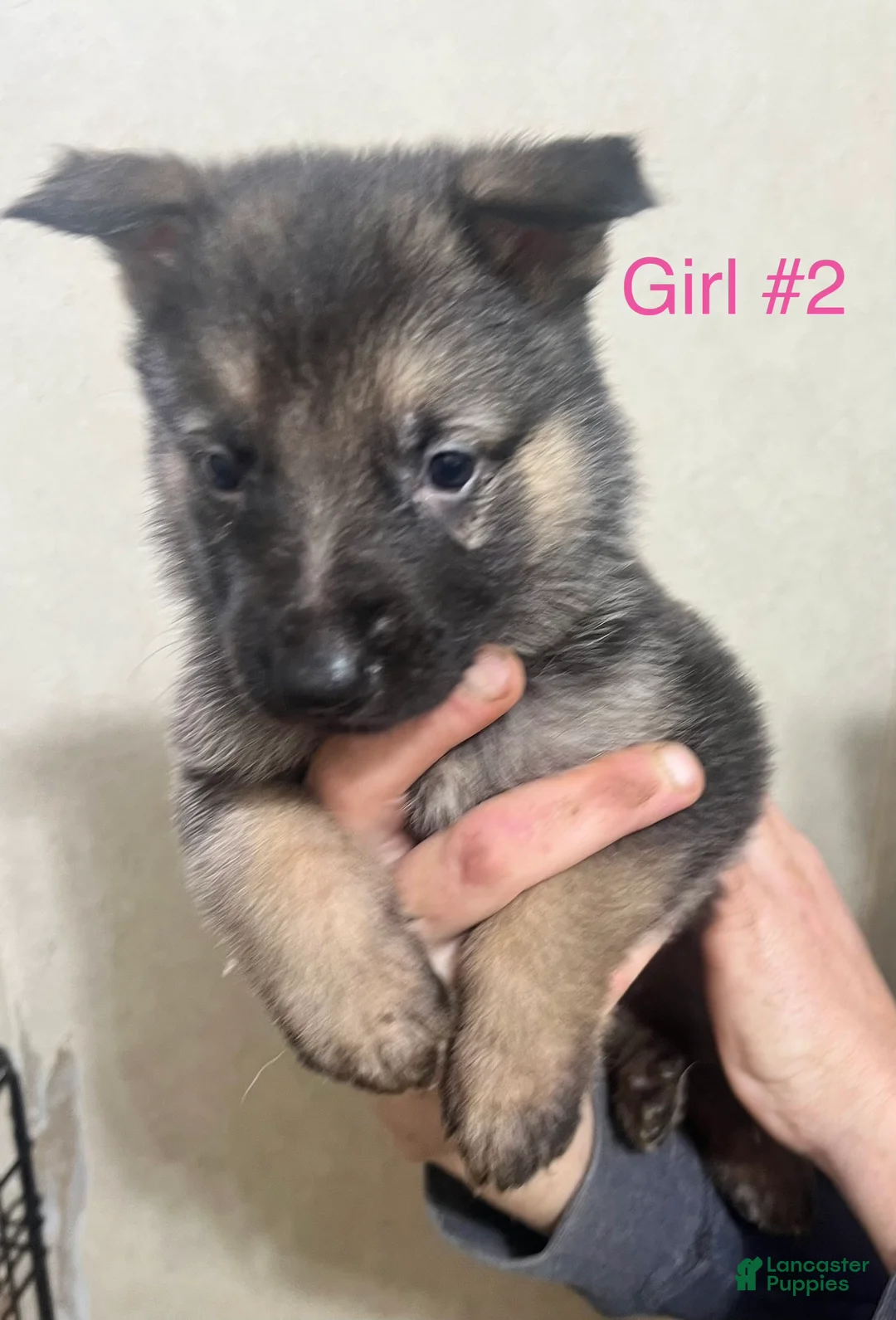 German Shepherd dogs for sale: German Shepherd Puppy 2 - Ad 1