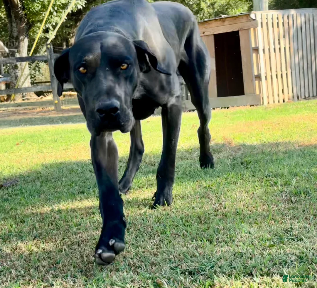 Gallery Image {{count}}